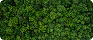 Aquila - Green forest from above